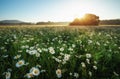 Daisies in the field near the mountains. Meadow with flowers at Royalty Free Stock Photo