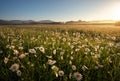 Daisies in the field near the mountains. Royalty Free Stock Photo