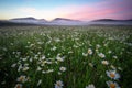 Daisies in the field near the mountains.