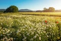 Daisies in the field near the mountains. Royalty Free Stock Photo