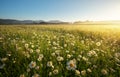 Daisies in the field near the mountains.