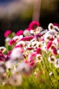 Field of daisy flowers. Daisies in the field near the mountains. Meadow with flowers at sunrise. Royalty Free Stock Photo