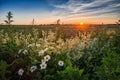 Daisies in the field. Meadow for a picnic at sunset. Royalty Free Stock Photo