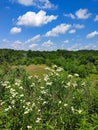 Daisies in a Field with Pretty Sky Royalty Free Stock Photo