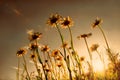 Daisies field on sunset Royalty Free Stock Photo