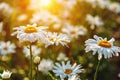 Daisies field in evening sunlight Leucanthemum maximum, max chrysanthemum Royalty Free Stock Photo