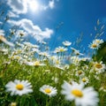 Daisies in a field under a blue sky Royalty Free Stock Photo