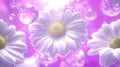 Daisies floating bubbles pink background cosmetic ad Royalty Free Stock Photo