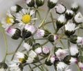 Daisies floating in water