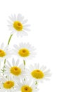 Daisies flower Royalty Free Stock Photo