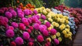 daisies flower bushes Royalty Free Stock Photo