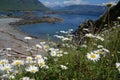 Daisies on a flower covered knoll overlook gravel beach and view of Nuchatlitz Inlet