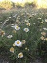 Daisies