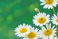 Daisies flowers Royalty Free Stock Photo