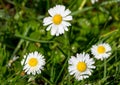 Daisies flowers with drops Royalty Free Stock Photo