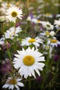 Daisies flowers on the field Royalty Free Stock Photo