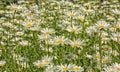 Daisies flowers field Royalty Free Stock Photo