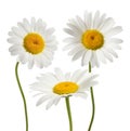 Daisies flowers Royalty Free Stock Photo