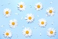 Daisies flowers top view pattern on blue background,chamomile flat lay floral backdrop