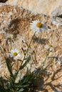 daisies flowers with white petals