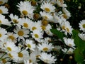 Daisies flowers Royalty Free Stock Photo