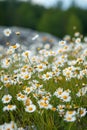 Daisies in focus with a soft background, creating a peaceful and dreamy effect. Ideal for use in relaxation, meditation