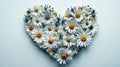 Daisies forming heart, studio, white background, love concept Royalty Free Stock Photo