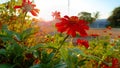 Daisies in full bloom become an afternoon sight