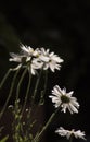 Daisies at garden on black background