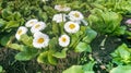 Daisies in the garden