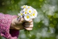 Daisies - a gift for the mother