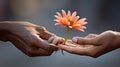 daisies give flower Royalty Free Stock Photo