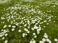 Daisies in the Grass Royalty Free Stock Photo