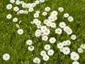 Daisies in the Grass Royalty Free Stock Photo