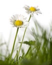 Daisies in grass Royalty Free Stock Photo