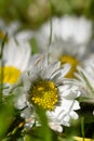 Fresh Daisies in the grass in spring with blurred background