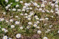 Daisies in the grass. Royalty Free Stock Photo