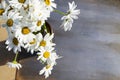 Daisies on a gray background, white daisies on a gray wooden background close-up. Royalty Free Stock Photo