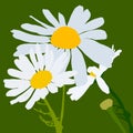 chamomile, romance, medicinal herbs. Poster, postcard, post with chamomile flowers