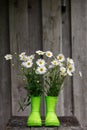 Daisies in green boots on a wooden background Royalty Free Stock Photo