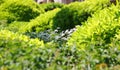 Daisies among green bushes Royalty Free Stock Photo