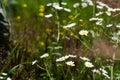 Daisies in a green field in the summer. The concept of serenity, simplicity and minimalism