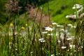 Daisies in a green field in the summer. The concept of serenity, simplicity and minimalism