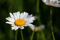 Daisies in green meadow Royalty Free Stock Photo