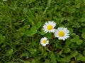 Daisies in a green meadow