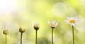 Daisies on green nature background