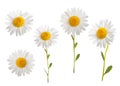 Daisies Royalty Free Stock Photo