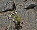 Daisies grow from the cracks in a huge boulder at Mt Buffalo