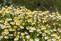 The daisies grow in a meadow close-up Royalty Free Stock Photo