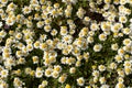 The daisies grow in a meadow close-up Royalty Free Stock Photo